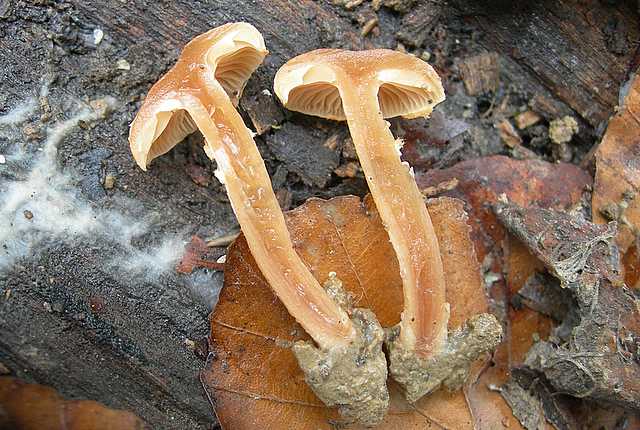 Una peziza nel sacco e altre specie primaverili
